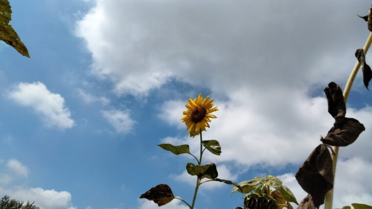 ひまわりと空