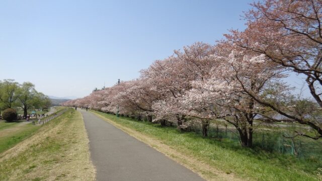 桜道