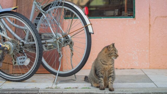 ネコと自転車